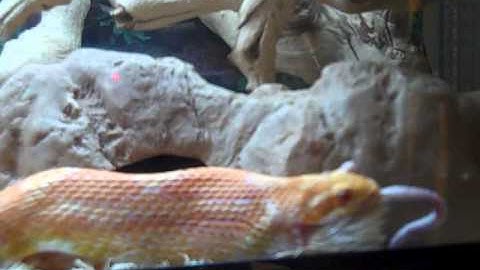 Corn Snake Eating 2 mice