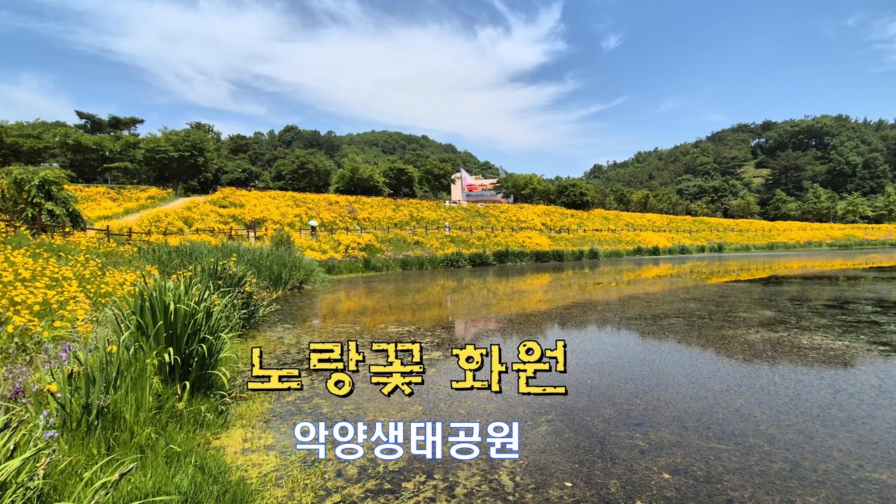 악양생태공원 / 금계국