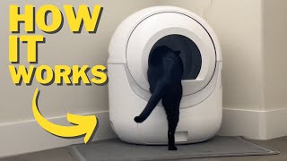 How A Cat Uses The Bcharya Automatic Litter Box