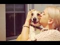 Rumänische Strassenhunde finden ein neues Zuhause