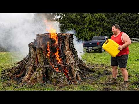 Dangerous Tree Work, Stump Removal & Powerful Forestry Machines | Timber Nexus