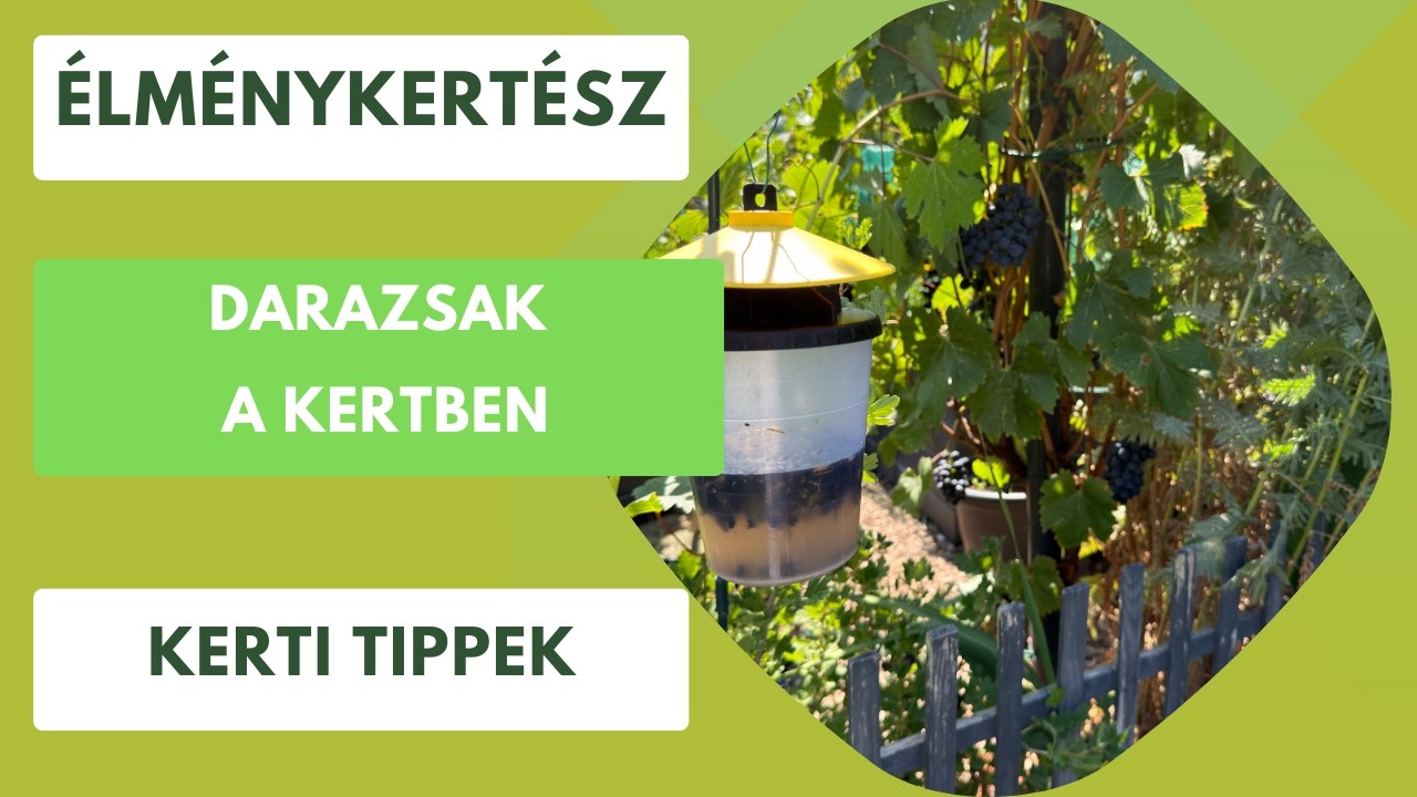 Darázscsapda tesztelése – Milyen hatékony valóban? BioStop darázscsapda