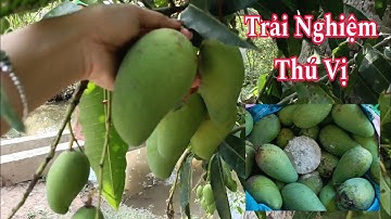 Hái Xoài Cát Thanh Ca , Giống Xoài Xưa Thơm Ngon Nhà trồng đã lâu năm