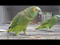 Blue-fronted Amazon Parrots eating peanuts