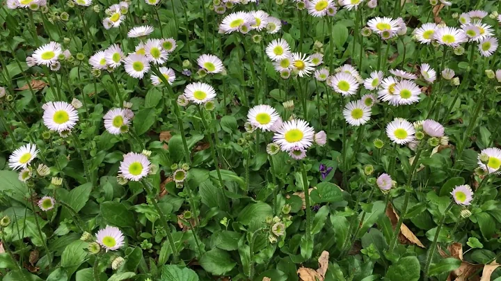 Dave Carey's Backyard Wild: Wildflowers & Bees