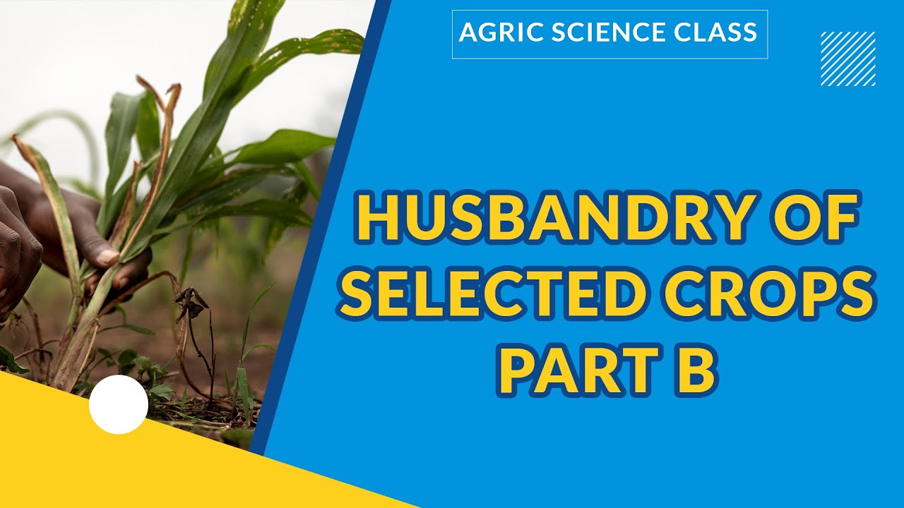 Is it Easy To Grow Food Crops At Home? | HUSBANDRY OF SELECTED CROPS ...