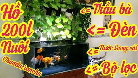 Update Hồ 200l Đẹp Nuôi Cá Ranchu + Cá Oranda + Cá Thần Tiên.Hồ E Khoa Ở Đắk Lắk.