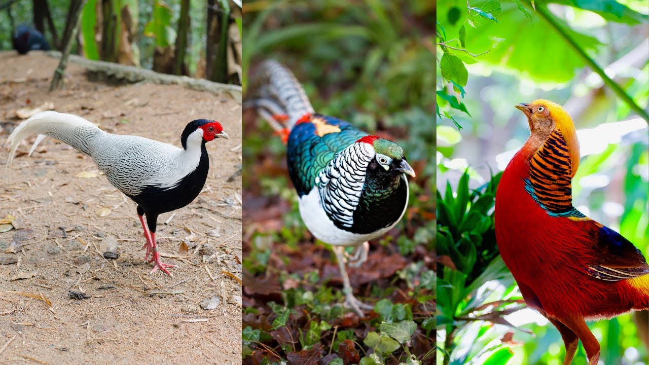 The Royal World of Pheasant Birds: Nature’s Living Jewels.