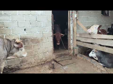  BÜYÜK BAŞ KURBANLIK FİYAT KİLOSU 550 KİLO 300 BİN