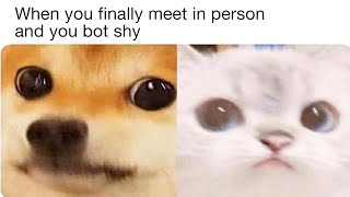 Wholesome Memes If Youre A Dog 🐶