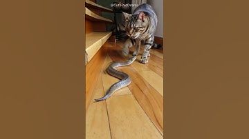 Shocking! Once again, Snake face to face with cat. Who run?