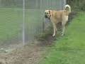 ANATOLIAN SHEPHERD RACES HUSKY!