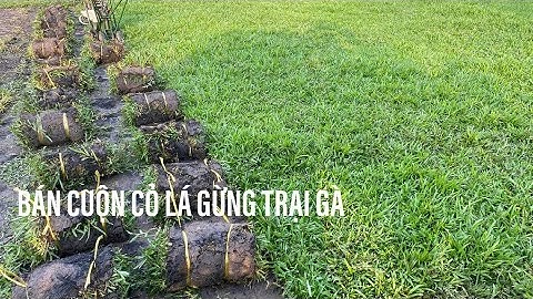 Hạt cỏ lá gừng bao nhiêu kg cho 1000m năm 2024