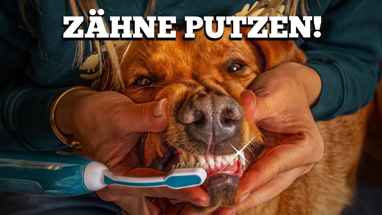 Zhne putzen beim Hund: Die besten Hacks fr saubere Zhne