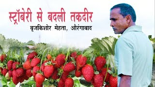 The Story of a strawberry farmer (स्ट्राबेरी की खेती से बदली तक़दीर : ब्रजकिशोर मेहता, औरंगाबाद) screenshot 4