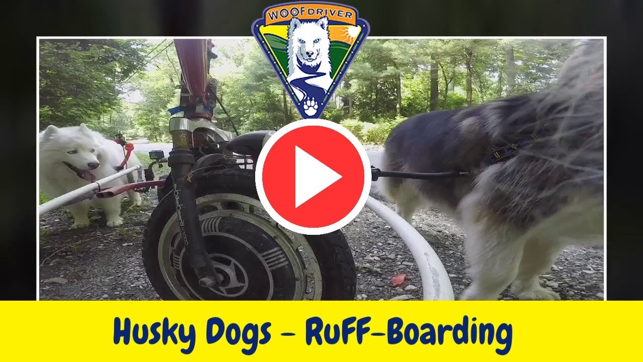 Husky Dogs RuFFBoarding YouTube