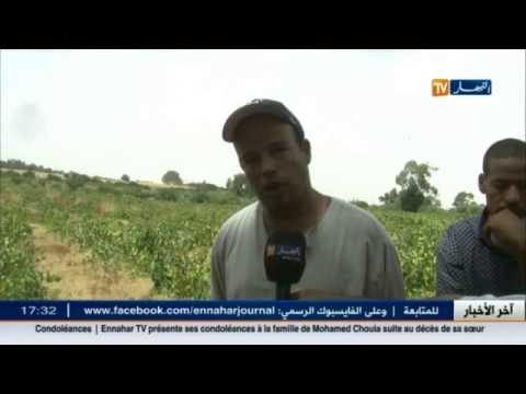انتاج العنب وفرة و نوعية تحتاج المرافقة و الدعم
