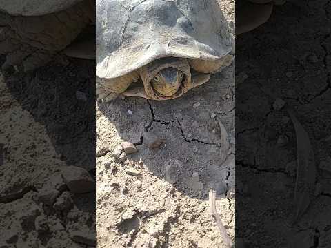 رأس السلحفاة سبحان الله