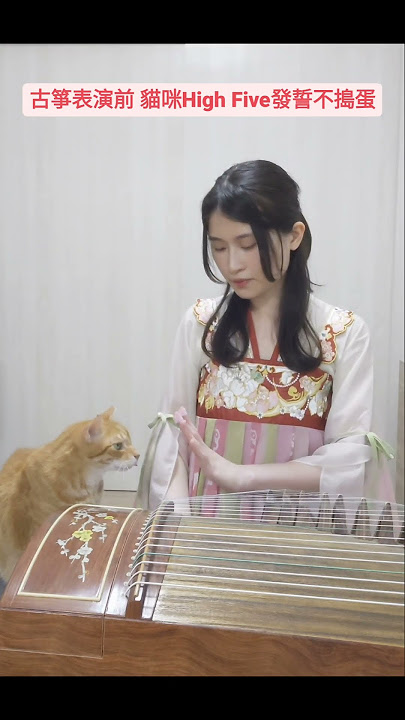 古箏表演前 貓咪High Five發誓不搗蛋 #預告未來新曲_上樓_百鳥朝鳳 #古箏 #貓 #highfive #貓娘子CatLady