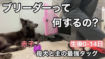 ブリーダー Youtube