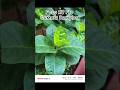🔥 Poco X8 Pro aka Turbo 5 – Camera Samples & Camera Test #pocox8pro #poco #redmi #foryou #shorts