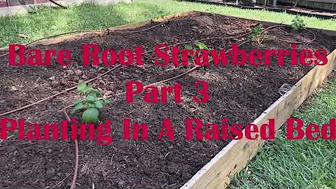 Strawberries Part 3 Planting in a Raised Bed