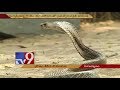 Snake Catcher killed by snake bite | Visakhapatnam - TV9 Now