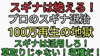 スギナは絶える！プロのスギナ退治動画が100万再生の地獄。スギナ活用法。草取りじゃない！収穫だ！野草見てワクワクウキウキ楽しくなる！食糧危機は大嘘