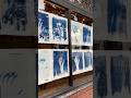 #cyanotype prints on display as one of the 17 artists in the no vacancy project in Portland, OR #pdx