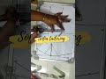 40 Size Blouse Back Neck 8 Inch front part Cutting #tailoringtamil #sofiatailoring #shorts