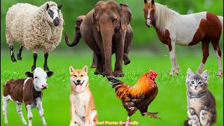 Farm Animal Habitats: Cows, Dogs, Goats, Chickens, Sheep, Cats, Horses – Animal  Videos