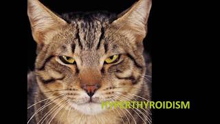 Animal Health: Drugs for the Endocrine System - a long one! (VETERINARY TECHNICIAN EDUCATION)