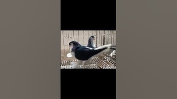 Thumbnail of calm down#tiktok#tiktokvideo#trend#new#viral#trendingonshorts#music#dance#ytshorts#funny#memes#birds