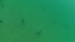 Chelan Swimming area