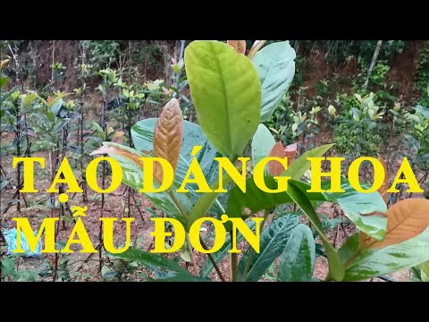 #1 Tạo dáng định hướng hoa mẫu đơn.bông trang  từ nhỏ cho người mới chơi Mới Nhất