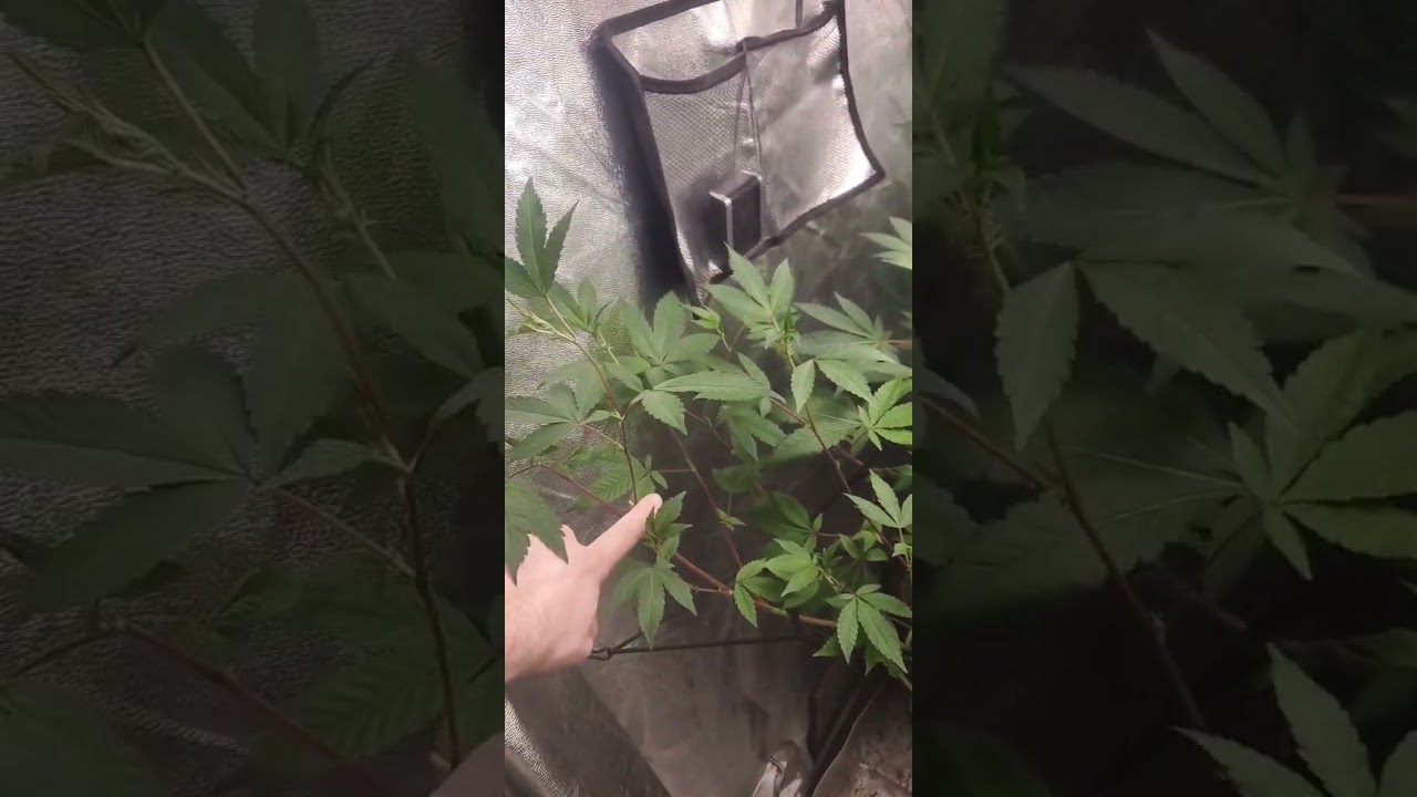 week 1 of flower done w the transplant shock. time to grow!