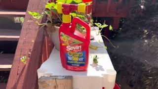 Sevin insect killer - Amazing product