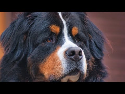 2025年にバーニーズ・マウンテン・ドッグを飼い始めるべき5つの魅力的な理由!🐶✨