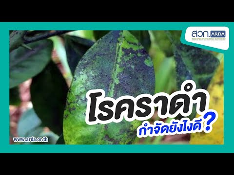 วีดีโอ: เชื้อราเขม่าดำ - การกำจัดราดำ