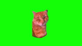 кот ало на зеленом фоне футаж