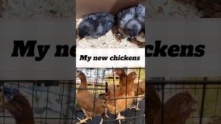 Adding New Chickens to My Flock… What Could Go Wrong?