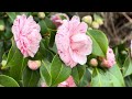 Camellia pink #flowers #nature #flowerhour #flower #garden