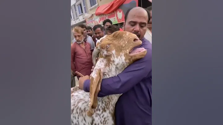 Qurbani Got Crying Viral Video