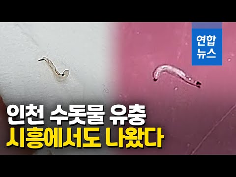 인천 수돗물 사태 확산…시흥서도 유충 발견 신고 / 연합뉴스 (Yonhapnews)