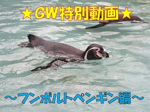 おうちでZOO×GW】GW特別動画！フンボルトペンギン編 - YouTube