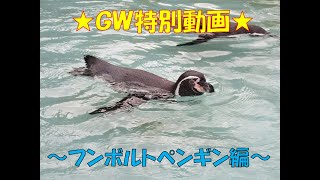 おうちでZOO×GW】GW特別動画！フンボルトペンギン編 - YouTube