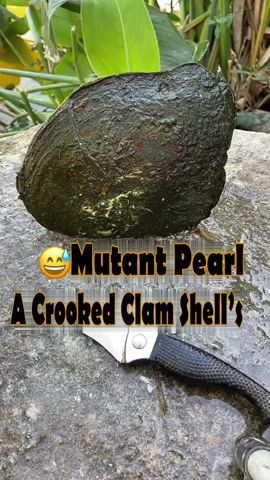 😲✨ The Mutant Pearl: A Crooked Clam Shell’s Amazing Gift #pearl #clam #shell