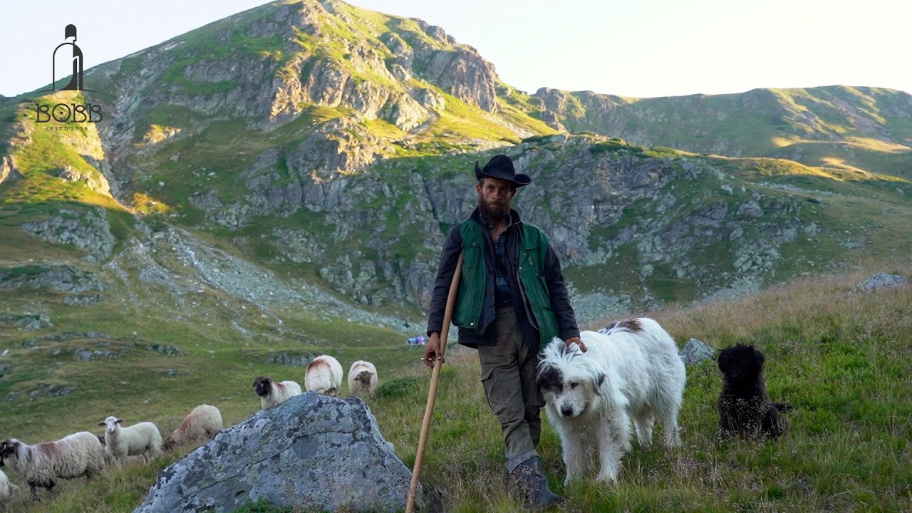 2600 de oi BUCĂLĂI pasc pe vârfurile Retezatului | Locul unde au pierit 1400 de oi și 400 de miei