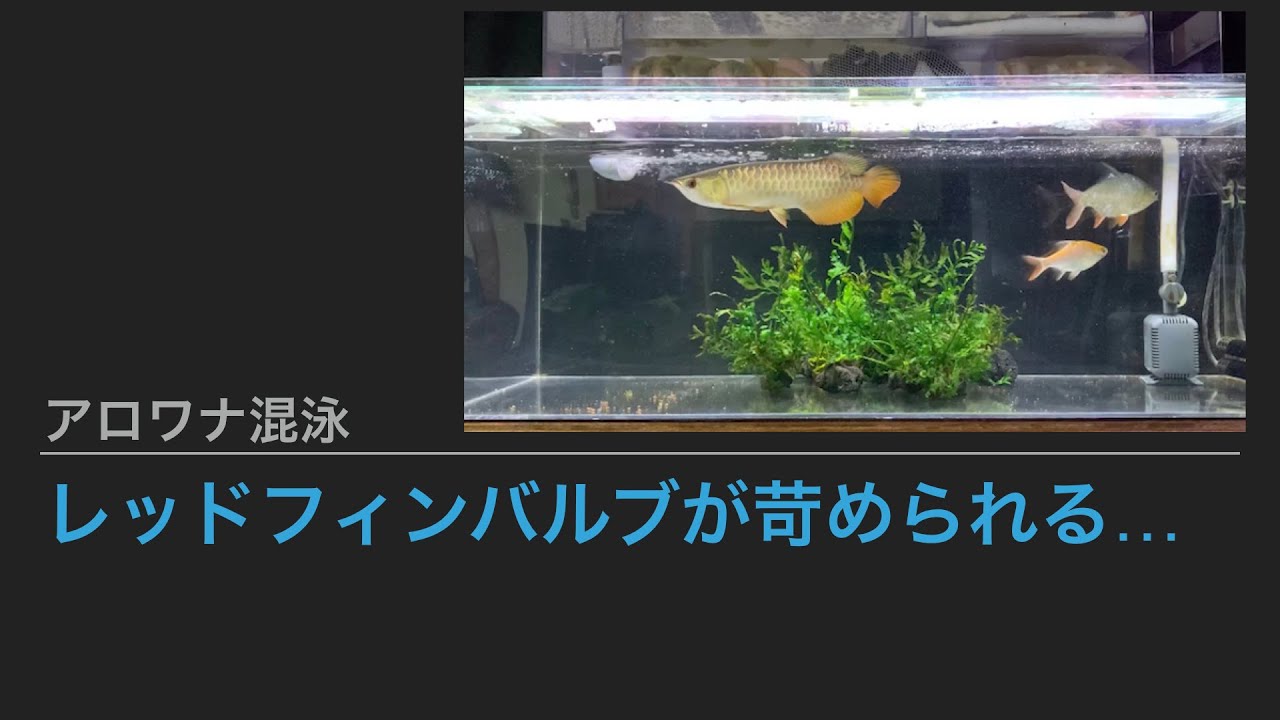 アロワナ混泳】アルビノレッドフィンバルブ 30㎝位 【公式通販】