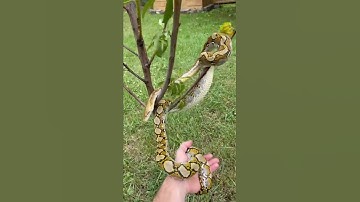 Throwback Footage of my Superdwarf Reticulated Python - #shorts